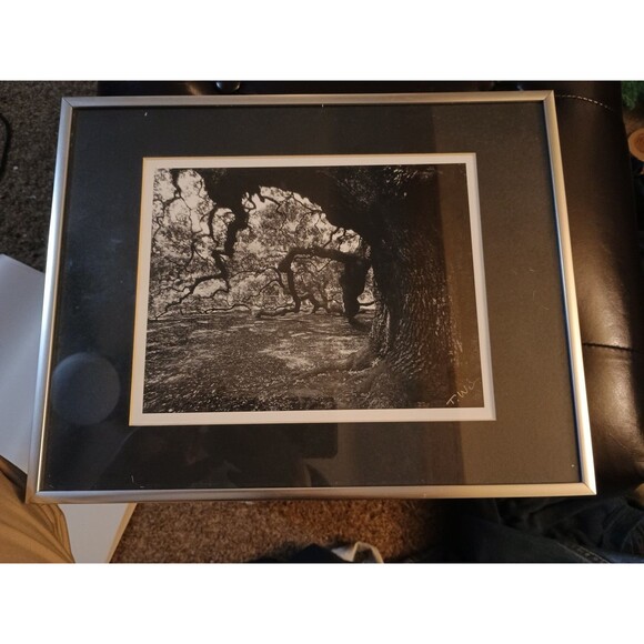 Photographic Art Angel Oak Tree John Island SC By Toni Winn 14.5x11 - Picture 1 of 10